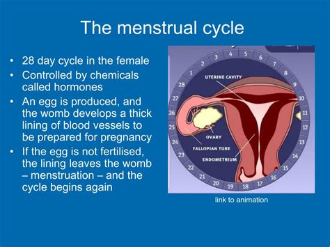 PPT - The female reproductive system PowerPoint Presentation, free ...