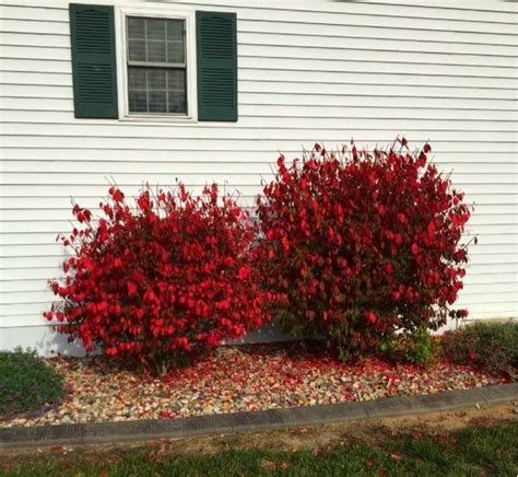 Proper Pruning Techniques for Burning Bushes