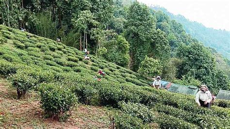 Darjeeling | Six tea gardens change hands in Darjeeling - Telegraph India