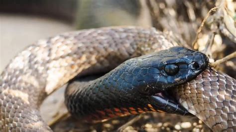 Red-bellied black snake eats brown snake: Video is amazing | The Advertiser