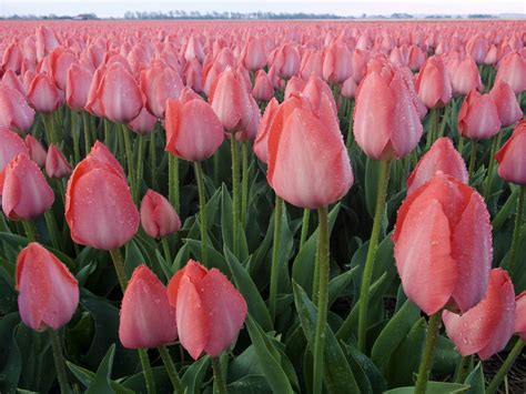 Pink Tulips Wallpaper - WallpaperSafari