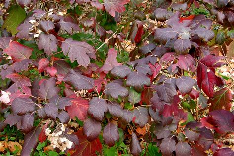 Fall foliage of the Oakleaf Hydrangea, gorgeous! | Shade plants, Shade ...