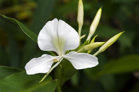 772 White Ginger Lily Flower Stock Photos - Free & Royalty-Free Stock ...