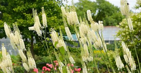 Black Cohosh Plant Pictures - Brain Mind Article