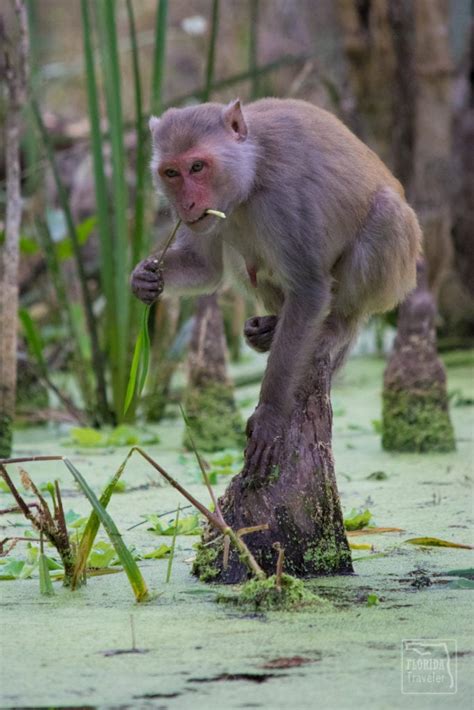 Florida's Wild Monkeys Attract Visitors (and Controversy)