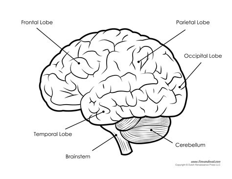 Printable Diagram Of The Brain - Printable Word Searches