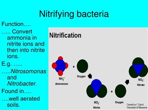 Nitrobacter Bacteria