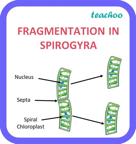 Fragementation - with Examples and Diagrams [Reproduction Class 10]