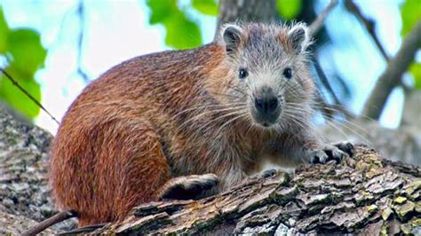 Desmarest’s Hutia (Giant Rodents of Cuba) - YouTube