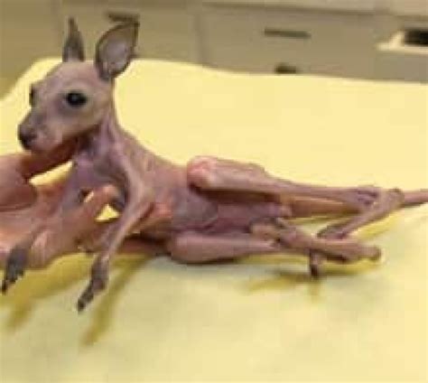 Baby kangaroo bounced by mom, being nursed by Winnipeg zoo staff | CBC News