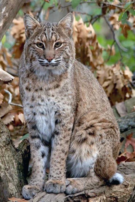 Are Bobcats Endangered? - A-Z Animals