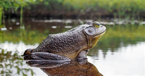 American Bullfrog - Learn About Nature