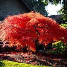 Acer palmatum var. dissectum ‘Orangeola’ | Kiefer Nursery: Trees ...