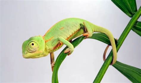 Baby Chameleon: 7 Care Tips & Facts You Need to Know