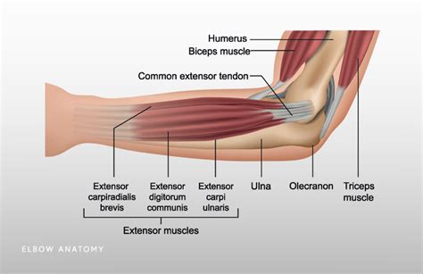 Elbow Anatomy | Elbow Pain | Chicago, Westchester, Hinsdale IL - Nikhil ...