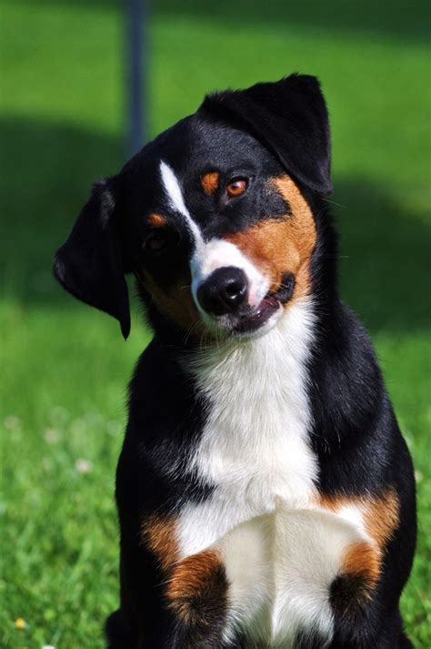 Appenzeller Sennenhund 8 Monate | Dog breeds little, Entlebucher ...