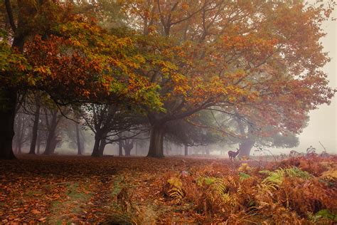 Richmond Park – a guide for photographers and visitors - Simon Wilkes