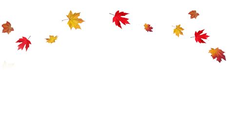 Autumn leaf color Clip art - Transparent Fall Leaves Border PNG png ...