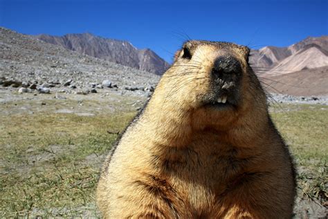 Teeth-er | The Himalayan marmot is one of the highest living… | Flickr