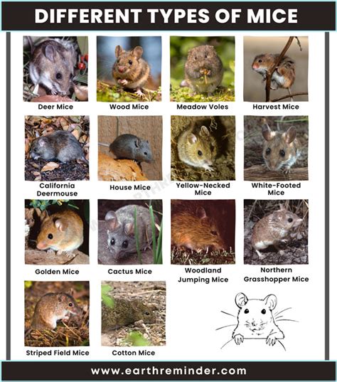 Different Types of Mice | 14 Mouse Species With Pictures