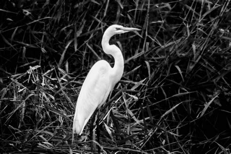 White Egret Symbolism and Spiritual Meanings (9 Omens)