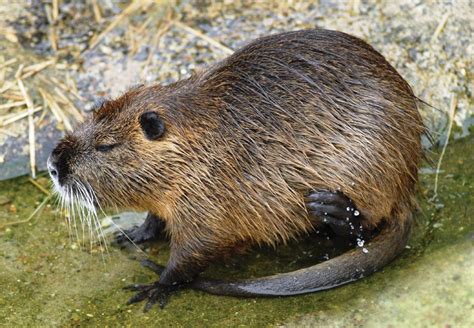 Nutria | Description, Invasive Species, Muskrat, & Facts | Britannica