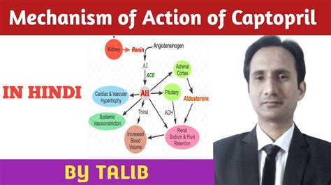 Mechanism of Action of Captopril ,Enalepril ,Fosinopril,Lisinopril ...