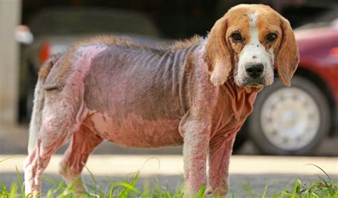 7 Best Dog Skin Infection Treatment (Over-the-Counter Options in 2024)