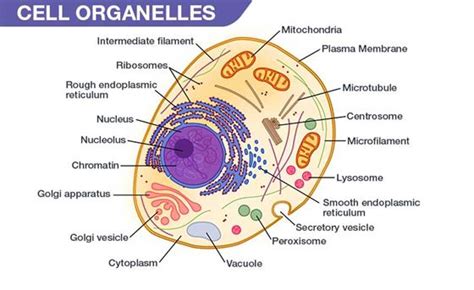 Cell Organelles - Types, Structure and their Functions