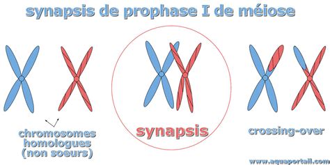 Synapsis : définition et explications