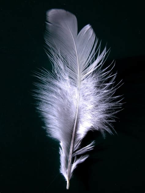 The White Peacock: Pictures of feathers