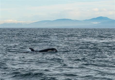 Protecting the Salish Sea - Pacific Yachting