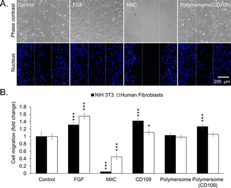 (A) Fibroblast cell migration was measured using an in vitro scratch ...