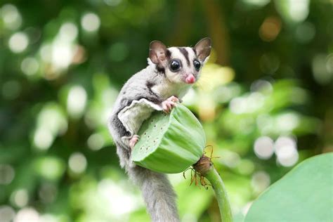 20+ Sugar Glider Colors and Patterns Explained (With Pictures)