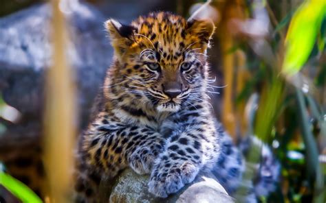 Download wallpaper: Leopard cub 1920x1200