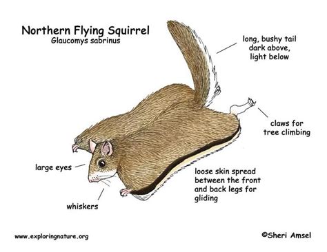 flying squirrel | Flying squirrel, Squirrel, Glider images