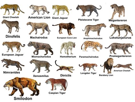 Which extinct and prehistoric cat is your favorite? : r/DiscoverEarth