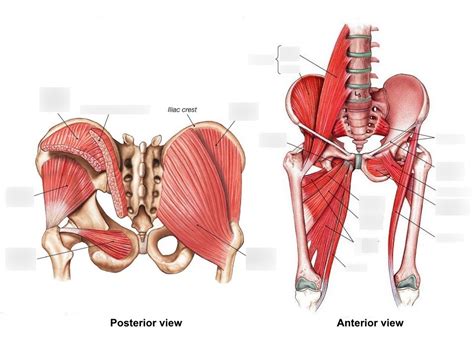 Muscles Of The Pelvic Girdle And Lower Limbs Structure Movement | Porn ...