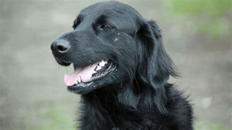 Can Golden Retrievers Be Black? Facts About Rare Coat Colors – PawSafe