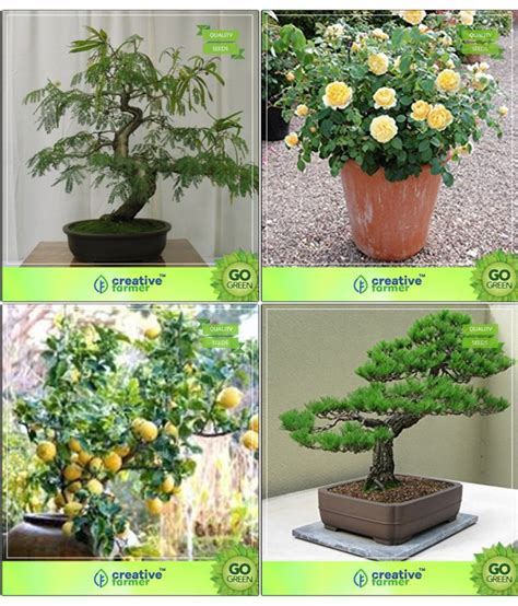 Bonsai Seeds : Bonsai Suitable Plant Seeds For All Season Combo Touch ...