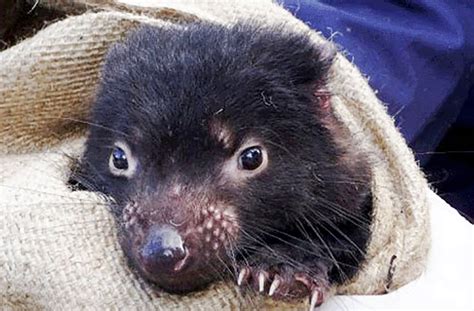 Genetic mutation drives tumor regression in Tasmanian devils | WSU ...