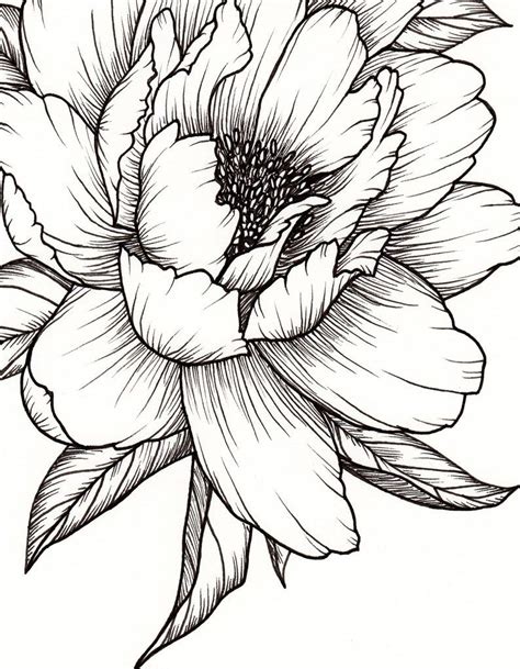 Peony Flower, Art PRINT of Pen Illustration, Flower Drawing, Floral ...