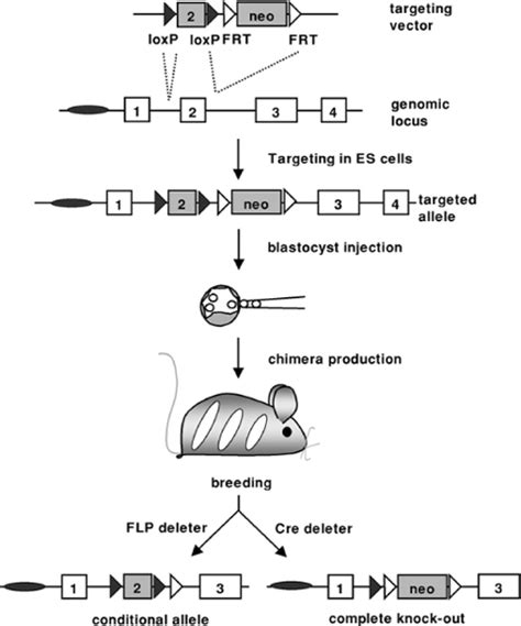 Conditional Knockout Mice | SpringerLink