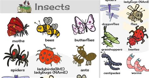 Different Types Of Bugs And Insects