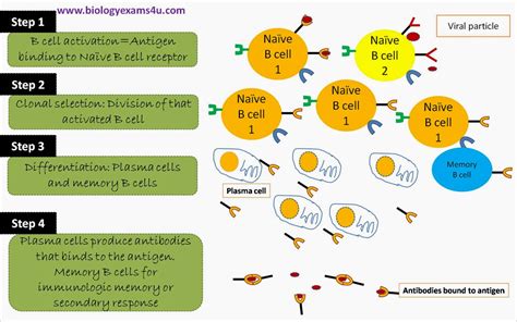 Steps involved in Humoral immune response or Antibody mediated immune ...