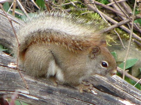 Fluffy Tail Squirrel by CanvasQueen on deviantART