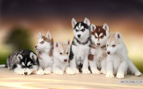 Baby Huskies Wallpaper (79+ images)