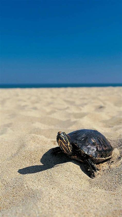 1920x1080px, 1080P free download | Turtle, beach, HD phone wallpaper ...