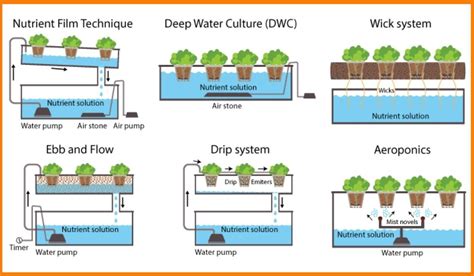 The Different Types Of Hydroponic Systems For Growing Plants In Africa ...