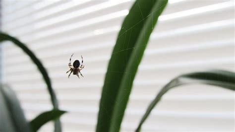 How Do You Get Rid Of Spiders? – Forbes Home